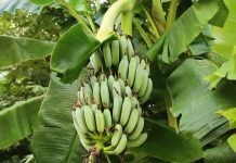 banana tree farming