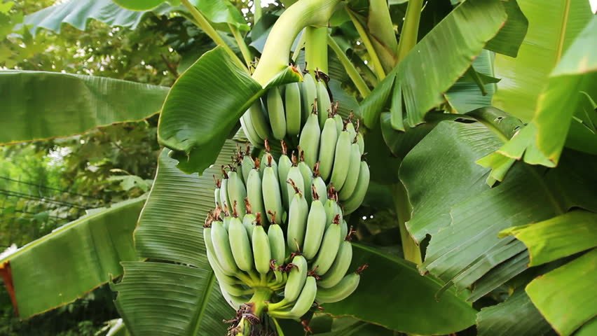 banana tree farming