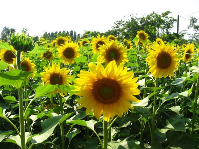 जानिए कैसे होती है सूरजमुखी की खेती sunflower kheti khedut putra